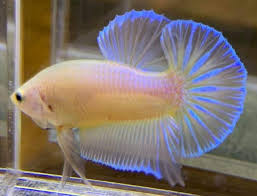 Pin By Mieke Breedt On Betta Fish Betta Aquarium Betta Fish Types Betta Fish