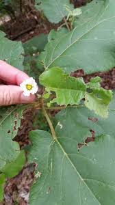 Image result for Buchnerodendron
