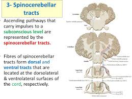 It enters the spinal cord at. Ascending Tracts Of The Spinal Cord Objectives Define The Meaning Of A Tract Distinguish Between The Different Types Of Tracts Locate The Position Ppt Download