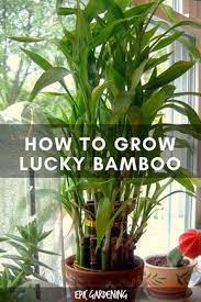 Lucky Bamboo Care Growing Dracaena Sanderiana Epic Gardening Lucky Bamboo Plants Indoor Bamboo Plant Bamboo Plant Care