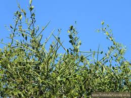 Image result for Gymnosporia glaucophylla