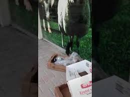 Sevgi Bekleyen Kedi Kedi
