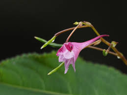 Image result for Impatiens psychadelphoides