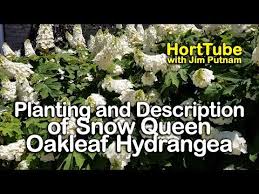 A tremendous advantage of the oakleaf is that it can thrive in much dryer locations than its cousins. Semmes Beauty Oakleaf Hydrangea Shop With Plantsbymail Com
