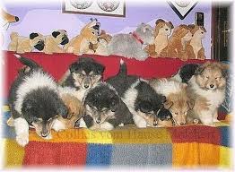 Other skin conditions in rough and smooth collies stem from autoimmune diseases, where the immune system is defective and attacks its own skin. Rough Collie Breeder From Germany Collie Breeder From Hause Melchert