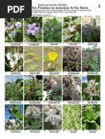 Image result for Eriocaulon angustibracteatum