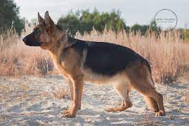 This map was created by a user. Purebred Black And Red German Shepherd Dog Puppies The Hull Truth Boating And Fishing Forum
