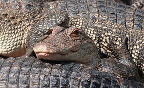 Melihat buaya di dunia nyata, sama halnya dengan melihat bahaya sedang ada di hadapan mata. Arti Sebenarnya Mimpi Melihat Buaya Masuk Rumah Benarkah Pertanda Buruk