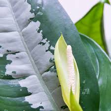 Image result for dieffenbachia flower