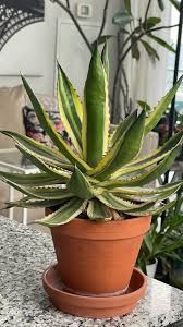 Image result for Monadenium laeve