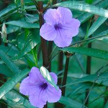 Image result for Ruellia cordata