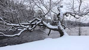 Listen to tree snow | soundcloud is an audio platform that lets you listen to what you love and share the sounds you create. Snowfall Winter Tree And River Flowing 1 Hr Soundscape Relaxing Peaceful Youtube