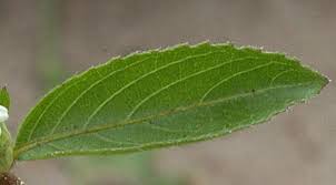 Image result for Duosperma quadrangulare