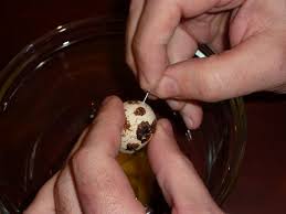 How To Blow Out Quail Eggs For Decorations Quail Eggs Quail Quail Egg Shell