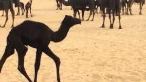 كنوز للنشر والتوزيع * isbn: Ø§Ù„Ø´ÙŠØ®Ø© Ø¨Ù†Øª Ø§Ù„Ø§Ø²Ù‡Ø± Ù…Ù† Ø³Ù„Ø§Ù„Ø© Ø§Ø²Ù‡Ø± Ø¨Ù† Ø¬Ù„Ù…ÙˆØ¯ Youtube