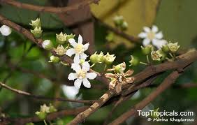 Image result for Bellucia