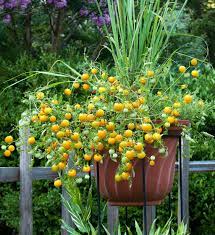 Buy tomato 'tumbling tom' seeds from dobies. Tumbling Tom Yellow Tomato Bonnie Plants