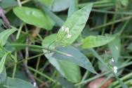 Image result for Persicaria strigosa