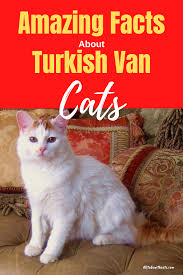 Discover All About The Turkish Van Cat And If This Is The Breed For You In 2020 Turkish Van Cats Turkish Van Cats