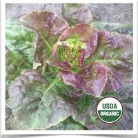 Image result for Lettuce Green 1977 Hussmann