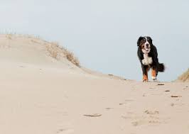 outer banks pets guide outerbanks