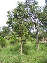 Image result for Uvariastrum