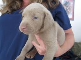 Check spelling or type a new query. Labrador Retriever Puppies For Sale In Bristol Wisconsin Classified Americanlisted Com