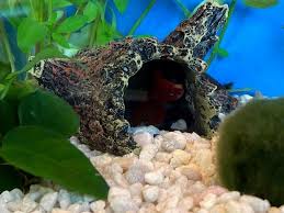 Also good to know, is that when that betta speaks to you and you know it's the one, but it's kept in terrible conditions, take it to the staff and ask that they give it to you. Top Fin Betta Log Aquarium Ornament Fish Ornaments Petsmart