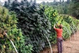Боннусы и подарки в каждом заказе! Astronavt Fem V Internet Magazine Rasta Seeds Kupit Luchshie Semena Konopli Afghanistan Seeds