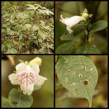 Image result for Triplochiton zambesiacus