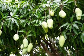Image result for Mangifera indica