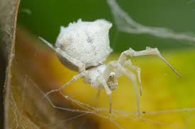 Black And White Jumping Spider Texas Project Noah Networked Organisms And Habitats Habitats Spider Jumping Spider