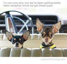 I M Not Sure Why But We Ve Been Getting Better Radio Reception Since We Got Chihuahua Puppies Cute Animals Cute Dogs
