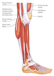 Human Anatomy For The Artist The Lateral Knee A Change Of Scenery Leg Muscles Anatomy Anatomy Of The Knee Leg Anatomy
