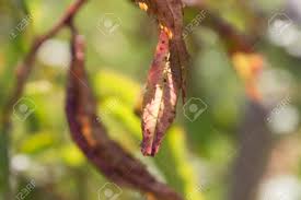 Prune out any infected wood and remove leaf litter and mummified fruit from branches in late fall. Peach Tree Leaves Are Damaged By Aphids As A Pest Fruit Tree Stock Photo Picture And Royalty Free Image Image 150586852