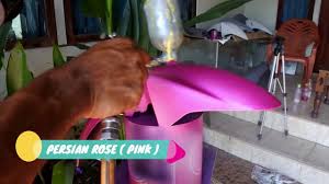 Effects of catnip on most domestic cats include rolling, pawing, and frisking. Cara Membuat Warna Pink Persian Rose Youtube