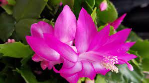 Christmas cactus blooms during the short days of the year, which means they bloom when darkness is about 14 hours long. Here S How To Care For That Christmas Cactus You Just Got