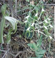 Image result for Bonatea steudneri