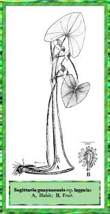 Image result for Alismataceae