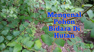 Contoh teks pengacara majlis ucapan emcee majlis persaraan cikgu carian berkaitancontah teks persaraan contoh ucapan persaraan guru kepada murid pantun pembuka majlis persaraan teks. Mengenal Pohon Bidara Di Hutan Youtube
