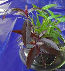 Alternanthera sessilis is an aquatic plant known by several common names, including matikaduri (মাতিকাদুৰী) in assamese, ponnanganni (in tamil), ponnaganti aaku (in telugu), honnagone (in kannada), mukunuwenna (in sinhala), sessile joyweed and dwarf copperleaf.it is used as a vegetable specially in sri lanka and some asian countries. Alternanthera Sessilis Sessile Joyweed Flowgrow Aquatic Plant Database