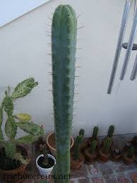 Check spelling or type a new query. Trichocereus Blog Ss02 Trichocereus Bridgesii