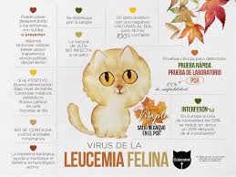El virus de la leucemia felina es bastante invasivo, ya que se incluye de forma directa en lo que es a continuación vamos a hablar de los principales síntomas de la leucemia felina, que si bien pueden. Gatitos Positivos Virus De La Leucemia Felina Vlfe Corazon Peludito