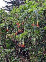 Image result for Brugmansia