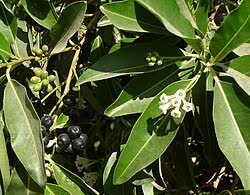 Image result for Cestrum