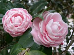 Camellia Japonica Otome Showy Flowers Beautiful Flowers Rock Garden Plants