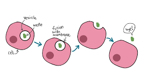 A phase that takes cells out of the cell cycle. Cell Cell Interactions How Cells Communicate With Each Other Article Khan Academy
