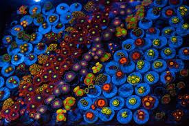 Zoas Palys A Kaleidoscope Of Color Reef2reef Saltwater