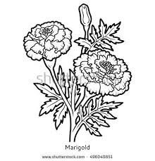 Stock Vector Coloring Book For Children Flower Marigold 496040851 Jpg 450 470 Flower Drawing Line Drawing Images Royalty Free Images