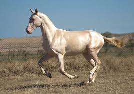 Iste Dunyanin En Guzel Ati 10 Akhal Teke Nadide Hayvanlar Guzel Atlar